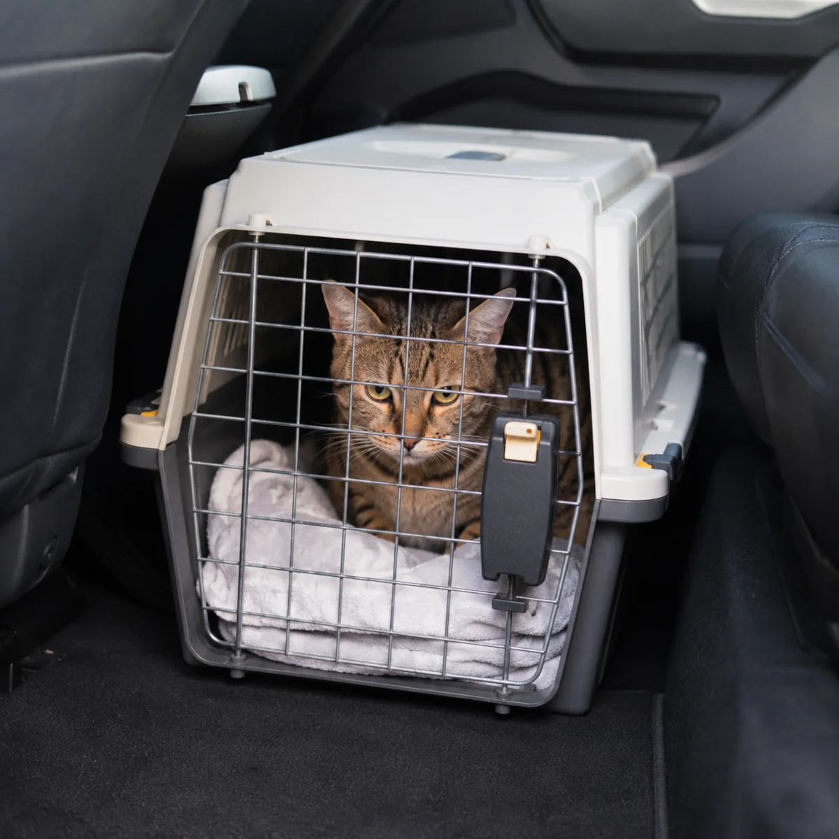 Transporter z kotem ustawiony na podłodze za przednim fotelem samochodu